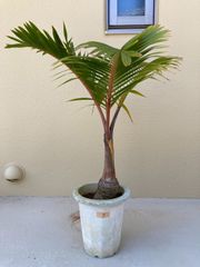 11／6以降順次発送】多頭株 ザミア フルフラセア｜メキシコソテツ