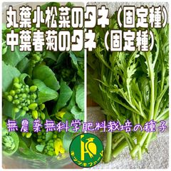 丸葉小松菜のタネ 2ml と中葉春菊のタネ 2ml 無農薬無化学肥料栽培のタネ