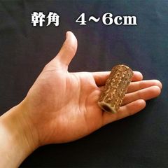  【鹿角】おまかせ 幹角 4cm～6cm エゾ鹿 エゾシカ えぞ鹿 用途自由 ペットおもちゃ、アクセサリー色々。北海道エゾシカつの