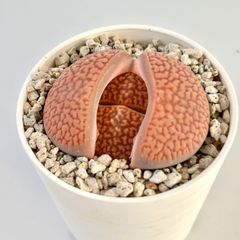 【多肉植物】リトープス・網目巴里玉　Lithops hallii
