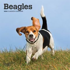 【輸入版】2024年 ビーグル ミニ カレンダー / ブラウントラウト 17.8 x 35.6 cm (Beagles  Calendar)