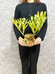 【C27 Lサイズ】 ▽P.ridleyi Wild Banten▽ リドレー　リドレイ【PLANET】ビカクシダ