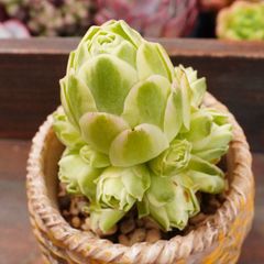 JU057	グリーノビア錦	【イータニク】多肉植物　韓国苗　第四種郵便発送
