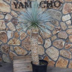 【現品１点物・高さ165cm】 ユッカ ロストラータ 13号鉢 【現品NO.8】 寄せ植え 鉢植え 地植え お洒落 可愛い 植木 苗木 観葉植物 インテリア ロックガーデン