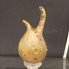 X448【最新到着】Pachypodium　グラキリス（S）（現地球・抜き苗）【塊根植物】パキポディウム　グラキリス