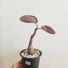S⑯〚フィランサス・ミラビリス〛Phyllanthus Mirabilis 塊根植物 コーデックス ポット発送