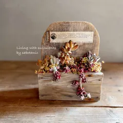 流木プランター モケモケ多肉植物の寄せ植え