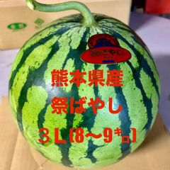 【産地直送 ・大玉すいか赤果肉・２９以降発送】熊本県産　大玉スイカ　祭ばやし（３L:8～9㎏未満）１玉　正規品　秀品