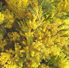 ミモザ⭐︎宅配80⭐︎ふっさふさのフサミモザ