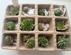 センペルビウム12種類セット③