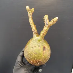 サマーセール グラキリス ベアルート 特大サイズ_3 サマーセール グラキリス ベアルート 特大サイズ_3 - メルカリ