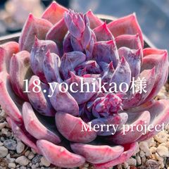 16.yamatomama様 - Merry project - メルカリ