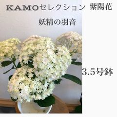母の日　アジサイ　KAMOセレクション　妖精の羽音　鉢植え　苗　苗木　★メルカリ便発送