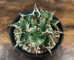 Agave Titanota アガベ チタノタ 夕映 老白鯨 大株 発根済み 送料込み