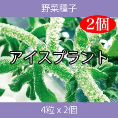 野菜種子 TVA01 アイスプラント 4粒 x 2個