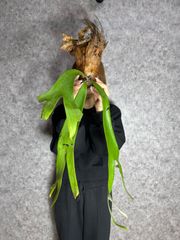 ▽P.willinckii Wild East Java▽ C54 ウィリンキー　ワイルド　ジャワ【PLANET】ビカクシダ