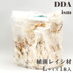 【DDA】植菌レイシ材 Lサイズ 1本入 加水不要 dda クワガタ 産卵木 クヌギ コナラ 霊芝