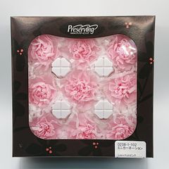 大地農園 ミニカーネーション シャーベットピンク 新品1箱