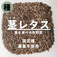 【種】茎レタス　ステムレタス　農薬不使用　100粒