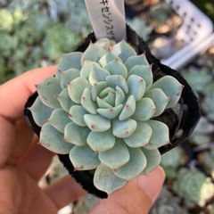 テキセンシスザラゴーサ　抜き苗　多肉植物　モフ多肉　エケベリア