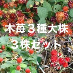 ⭐️木苺3種類⭐️冬苺1株&草苺1株&苗代苺1株⭐️2100円→1450円　野生の木苺