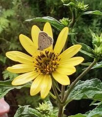 希少＊高級花材【棕櫚の実＊シュロの実】花材/スワッグやリース素材に