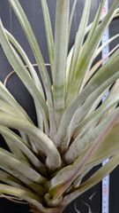 チランジア　ファシクラータ, Canon del Zopilote チランジア ファシクラータ, Canon del Zopilote - メルカリ