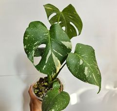 斑入り観葉~
