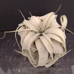 ご*ん様 チランジア22種 まとめ売り お買い得セット(メルカリ便