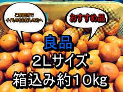 良品　箱込み約10kg　２Ｌサイズ