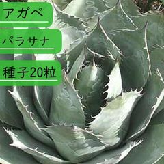 【種子】アガべ パラサナ　種子20粒
