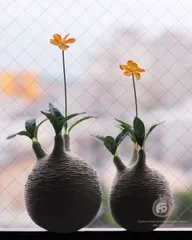 toky グラキリスウィンゾリーパキプスmia maua製