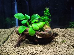 375．流木付き水草 アヌビアスナナ 南米ウィローモス