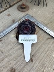 ダ･アリア ランダム エケベリア トロピカルガーデン 多肉植物