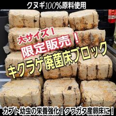 カブトムシの産卵専用 特選ビートルマット【60リットル】オガを植菌で