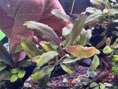 イベント水草　ブセファランドラSP.バタンカワ　1株