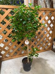 フィカス・ナナ　5号　ボンテン　ゴムの木　オシャレ　可愛い　観葉植物　インテリア　グリーン