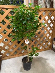 フィカス・ナナ　5号　ボンテン　ゴムの木　オシャレ　可愛い　観葉植物　インテリア　グリーンのサムネイル