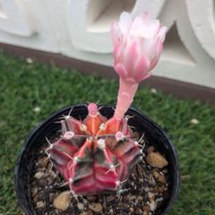 サボテン　ギムノカリキウム属　緋牡丹錦（花付き）