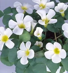 オキザリスの球根 ▶10個以上◀白花 農薬不使用のサムネイル