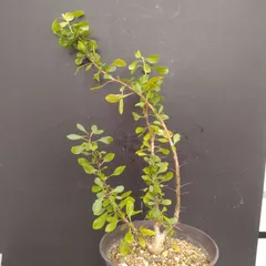 フォークイエリア　ファシクラータ　実生　良形　　　送料込み フォークイエリア ファシクラータ | STELLA.PLANTS