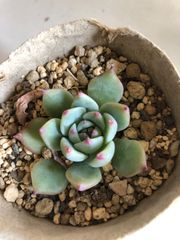 多肉植物　チワワエンシス