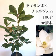 タイサンボク　リトルジェム　②苗・苗木　★接木　110㌢大苗　★若木のうたから花を付け、かなり低いところにある枝にも花が咲きます！　★白い花には良い香りがあり、四季咲き性が強く、春から晩秋まで開花します！