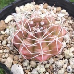 サボテン ギムノカリキウム属 翠晃冠②