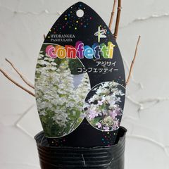 【シュラブ】ノリウツギ・コンフェッティ　3号ラベル苗