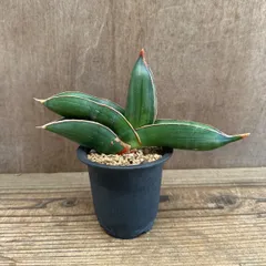 2025年最新】サンスベリア バナナの人気アイテム - メルカリ