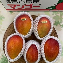 鹿児島県産 完熟マンゴー SMLサイズ混 1.4kg前後 鹿児島県産 完熟マンゴー SMLサイズ混 1.4kg前後 - メルカリ