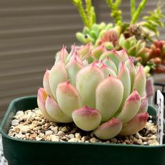 多肉植物 ☘️ ストロベリーアイス 抜き苗