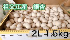 愛知県祖父江産　祖父江ぎんなん　2L 1.5kg