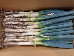 2025年最新】泥付きネギの人気アイテム - メルカリ